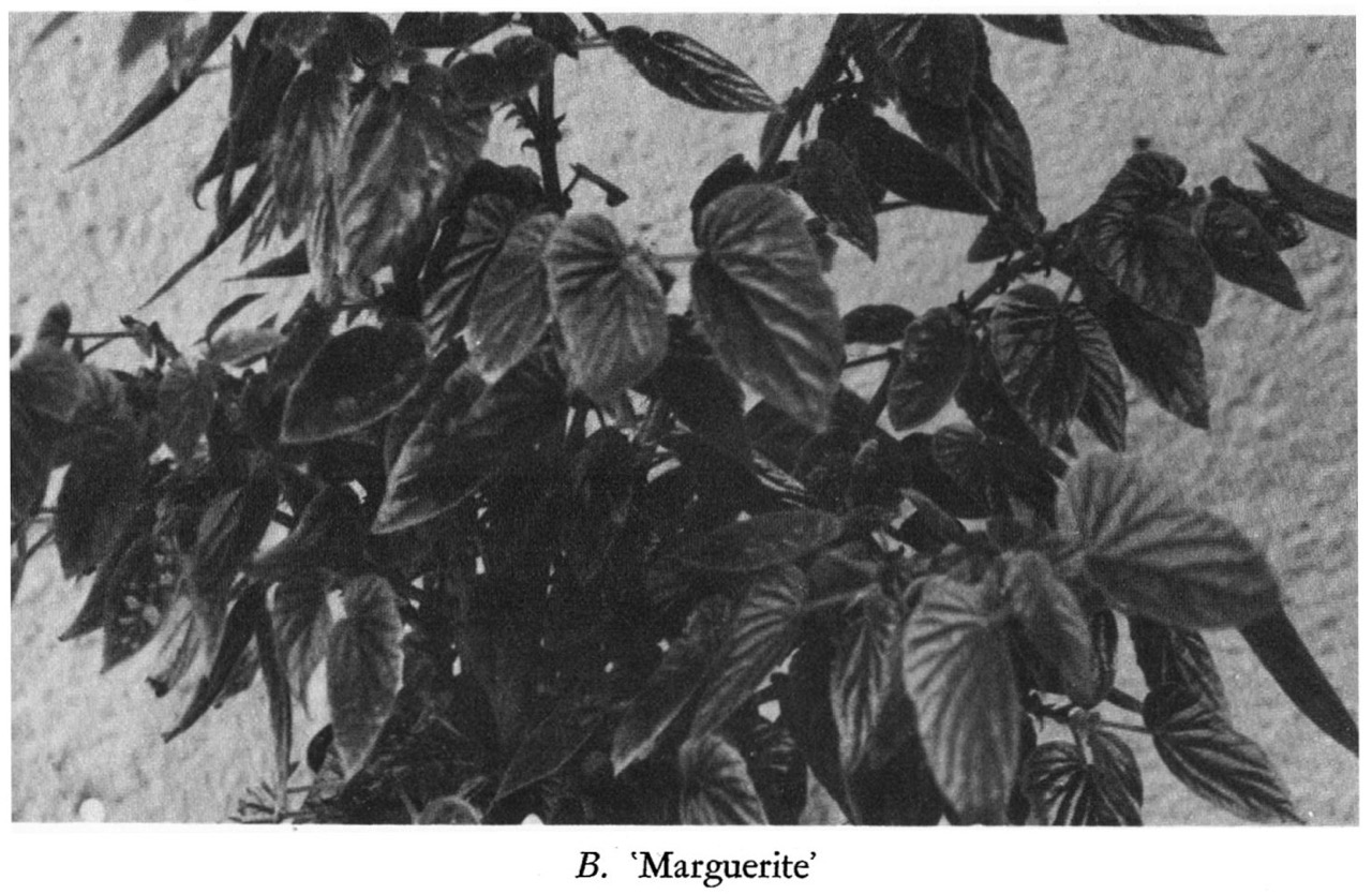 B. ‘Marguerite’